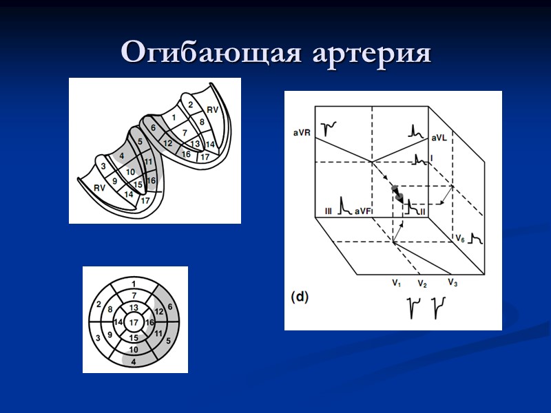 Огибающая артерия